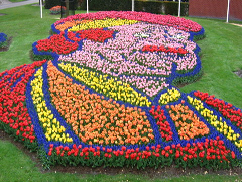 Keukenhof Rembrandt