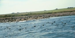 Orkney Islands tjulnji