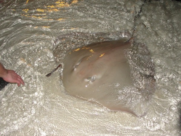 Sting ray ali morski bič