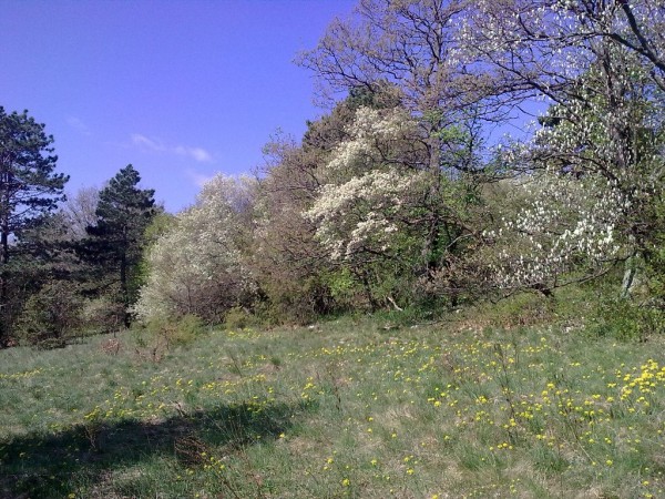 Gmajna in Rešeljike v cvetju