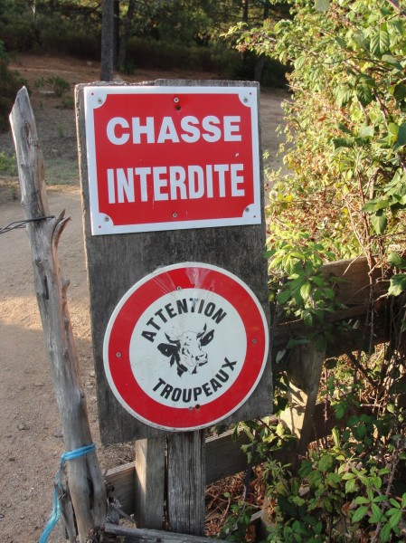 Cvetova plaža in krave so izgubljene!