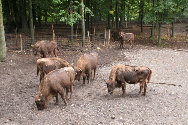 Evropski bizoni