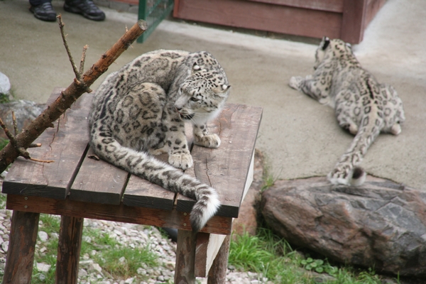 Snežni leopardi