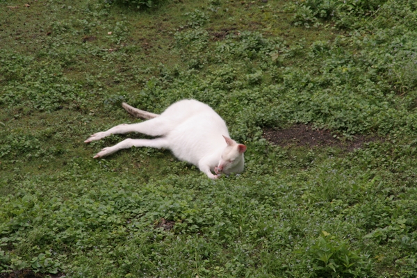 Albino kenguru